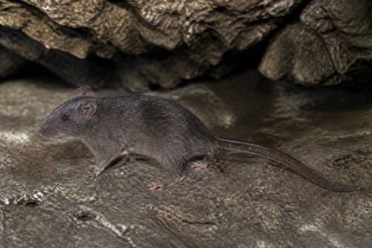 Image of a Torre's Cave Rat in its natural habitat