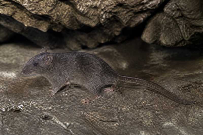 Image of a Torre's Cave Rat in its natural habitat