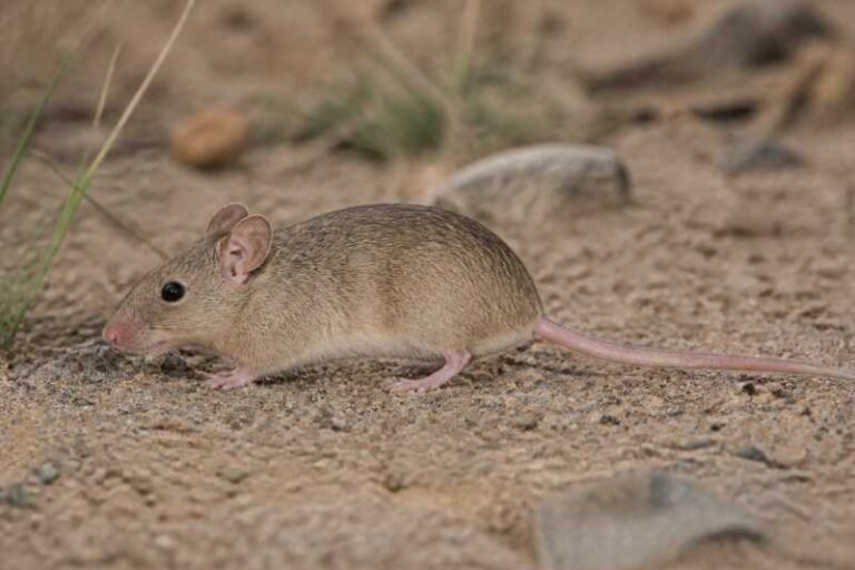 Image of a Torres's Pink-lipped Mouse in its natural habitat