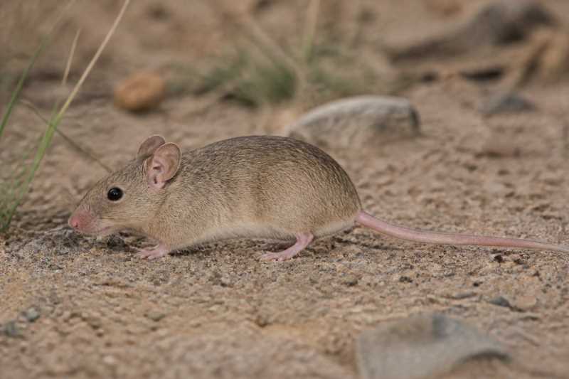 Image of a Torres's Pink-lipped Mouse in its natural habitat