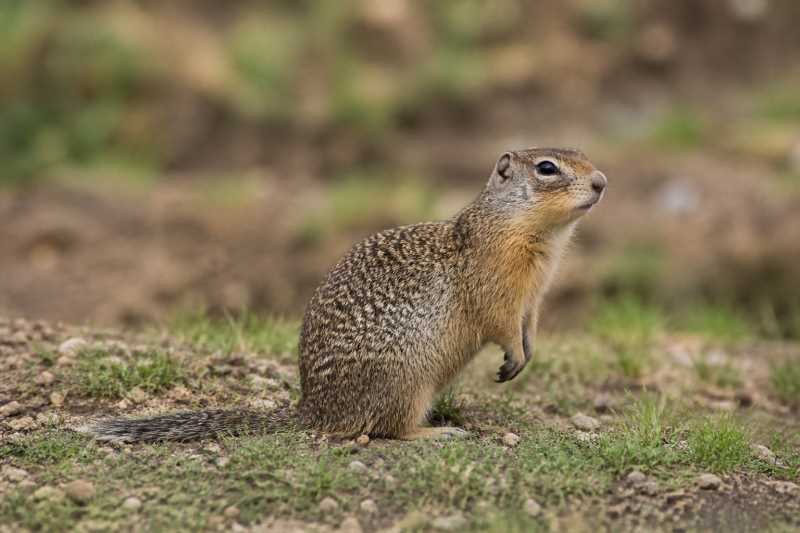 Image of a Townsend's Ground Squirrel in its natural habitat