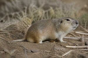 Image of a Townsend's Pocket Gopher in its natural habitat