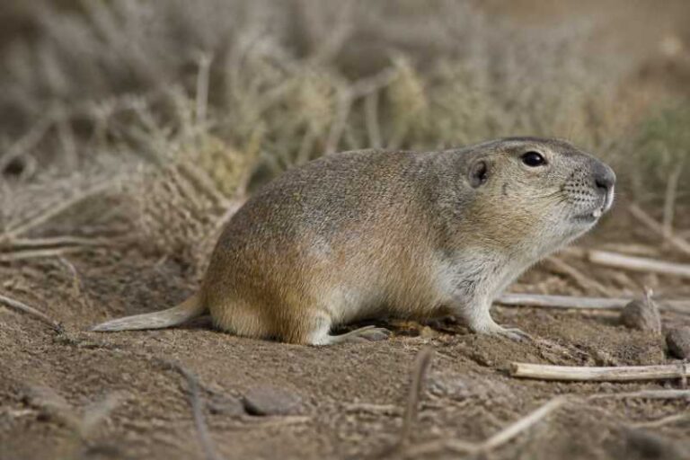 Image of a Townsend's Pocket Gopher in its natural habitat