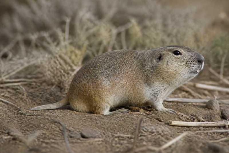 Image of a Townsend's Pocket Gopher in its natural habitat