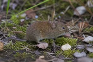 Image of a Townsend's Vole in its natural habitat