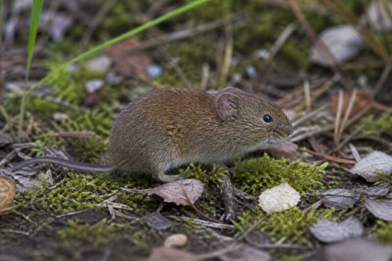 Image of a Townsend's Vole in its natural habitat