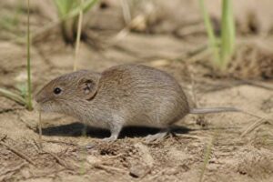 Image of a Transcaspian Vole in its natural habitat