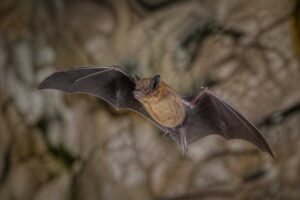 Image of a Trevor's Free-tailed Bat in its natural habitat