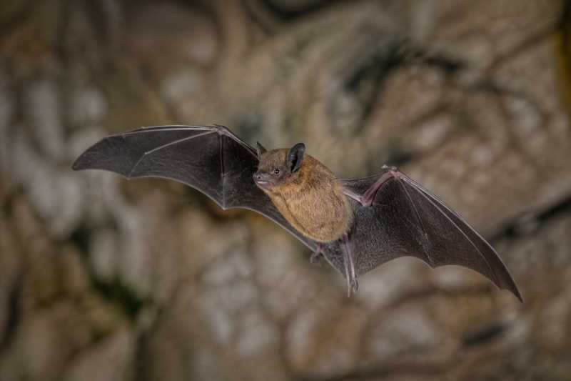 Image of a Trevor's Free-tailed Bat in its natural habitat