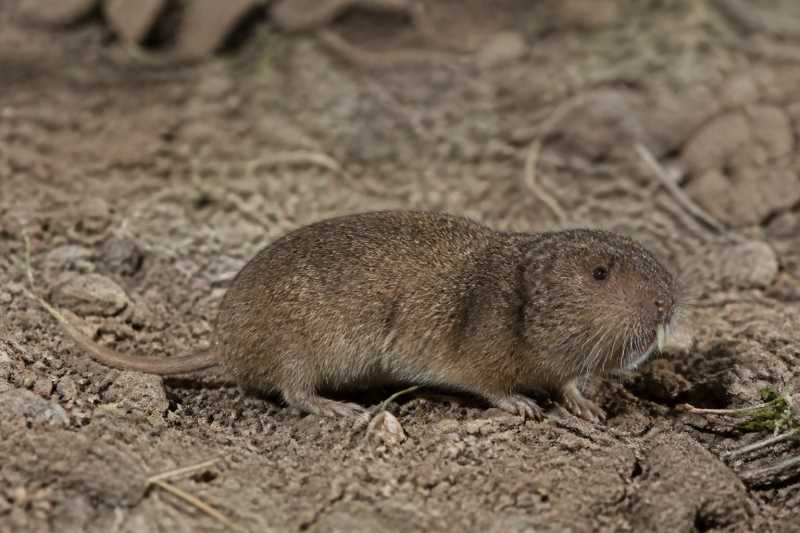 Image of a Tropical Pocket Gopher in its natural habitat