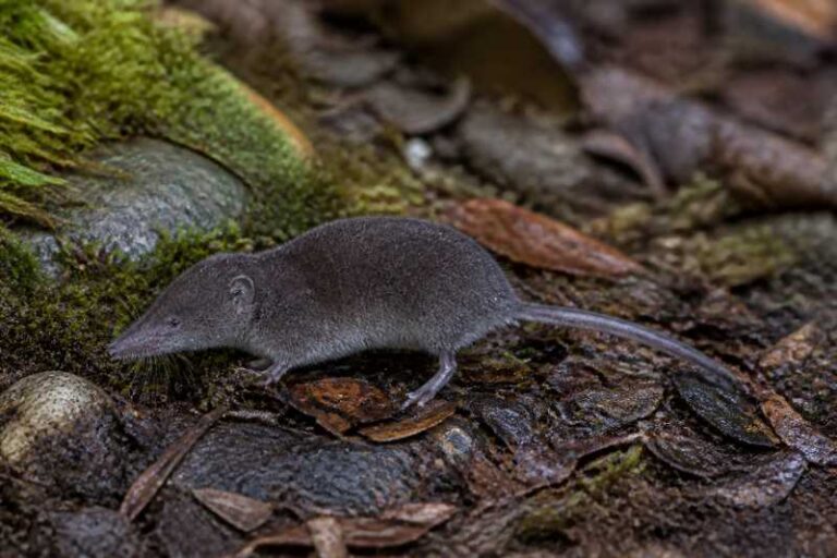 Image of a Trowbridge's Shrew in its natural habitat