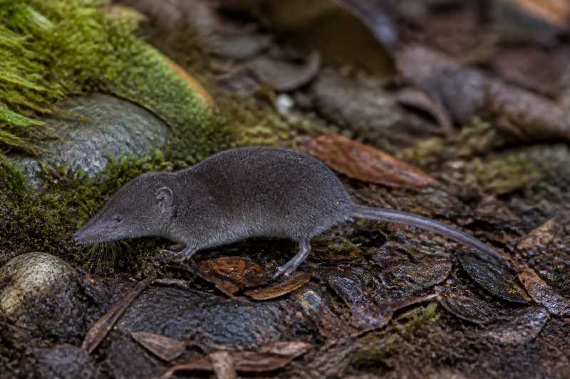 Image of a Trowbridge's Shrew in its natural habitat