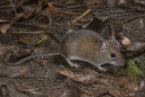 Image of a Tschudi's Pygmy Rice Rat in its natural habitat