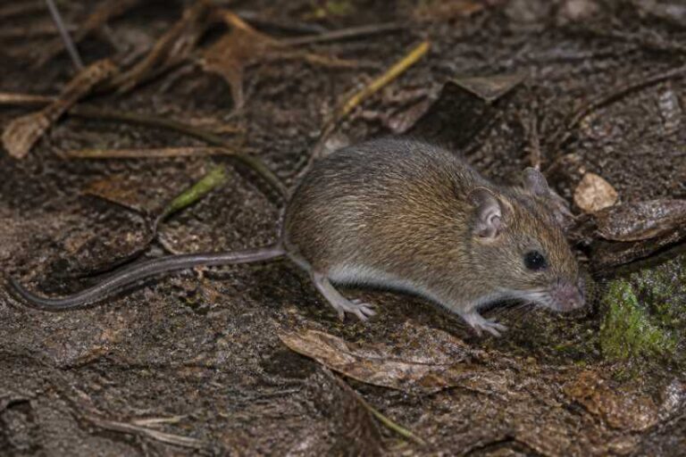 Image of a Tschudi's Pygmy Rice Rat in its natural habitat