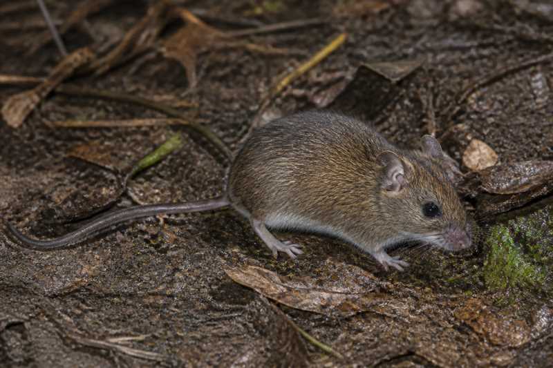 Image of a Tschudi's Pygmy Rice Rat in its natural habitat