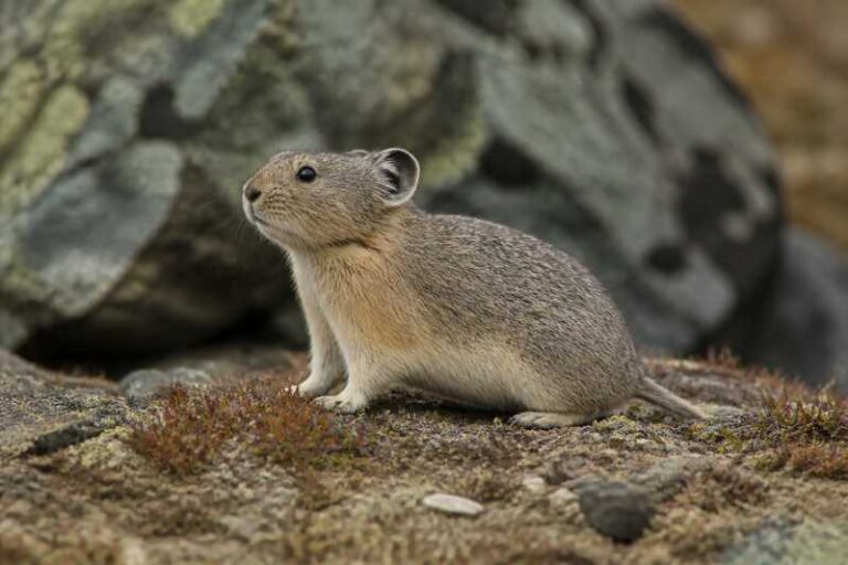 Image of a Turuchan Pika in its natural habitat