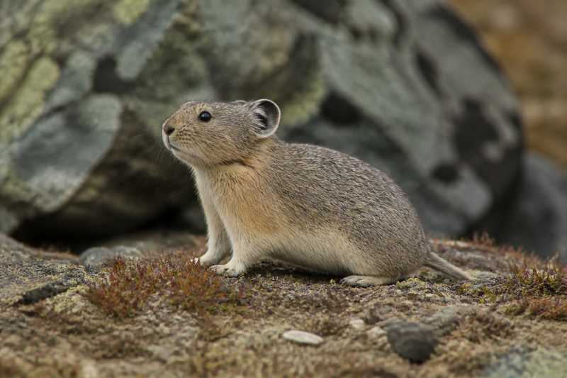 Image of a Turuchan Pika in its natural habitat