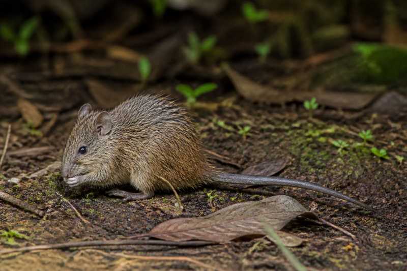 Image of a Ucayali South American Spiny Mouse in its natural habitat