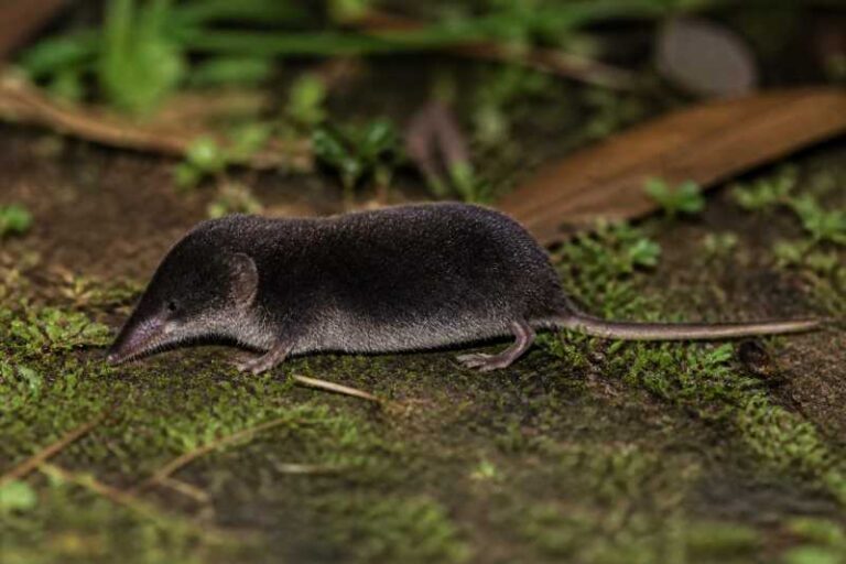 Image of a Ugandan White-toothed Shrew in its natural habitat