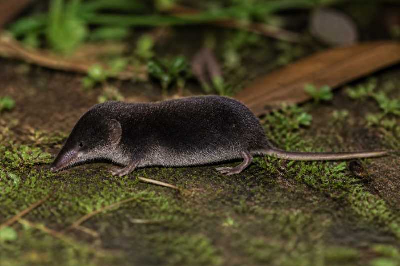 Image of a Ugandan White-toothed Shrew in its natural habitat