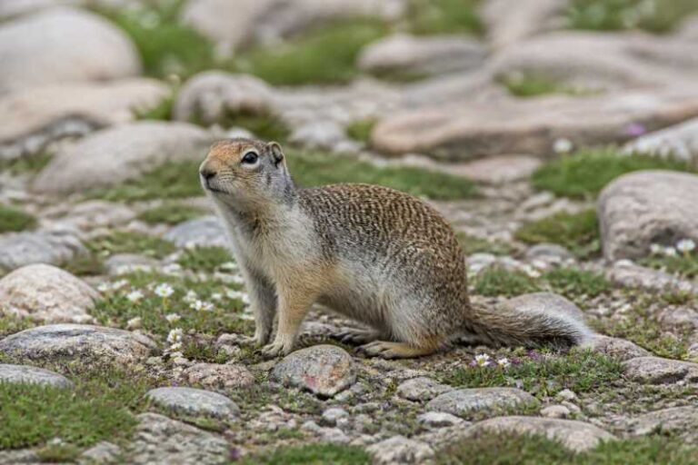 Image of a Uinta Ground Squirrel in its natural habitat