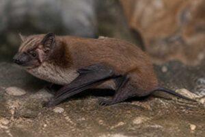 Image of a Ulapes Serotine in its natural habitat