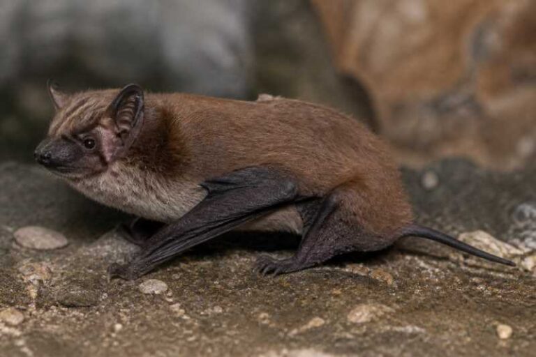 Image of a Ulapes Serotine in its natural habitat