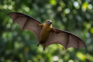Image of a Umboi Tube-nosed Fruit Bat in its natural habitat