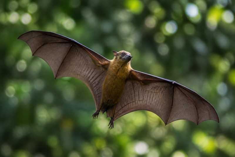 Image of a Umboi Tube-nosed Fruit Bat in its natural habitat