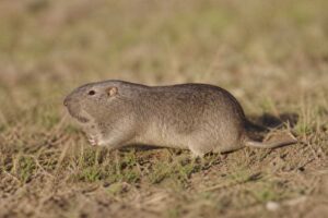 Image of a Underwood's Pocket Gopher in its natural habitat