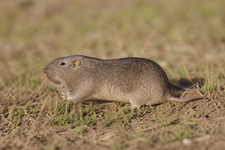 Image of a Underwood's Pocket Gopher in its natural habitat
