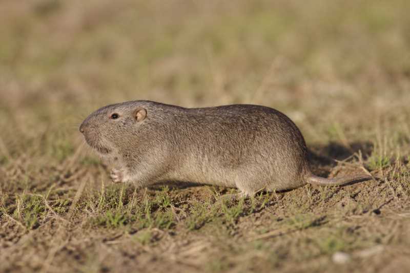 Image of a Underwood's Pocket Gopher in its natural habitat
