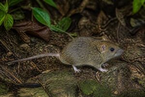 Image of a Upper Juruá Bristly Mouse in its natural habitat