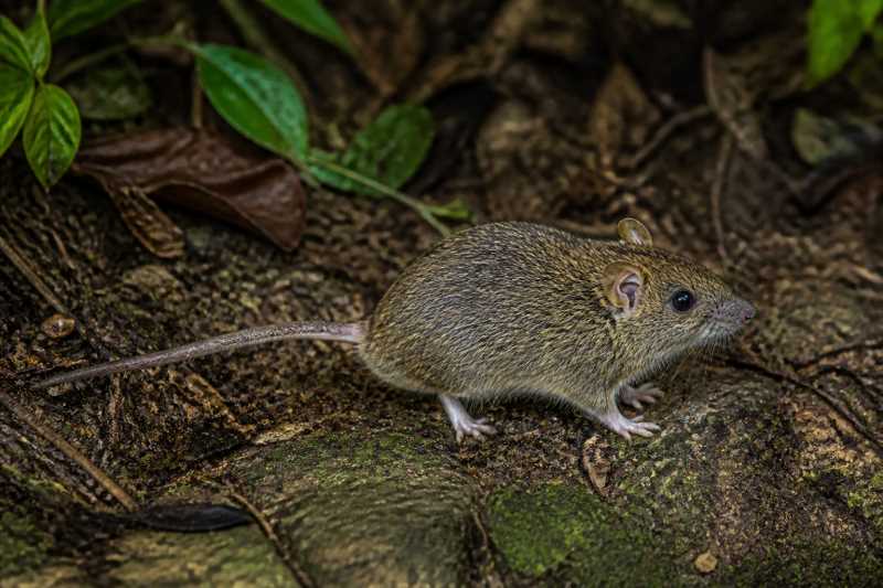 Image of a Upper Juruá Bristly Mouse in its natural habitat
