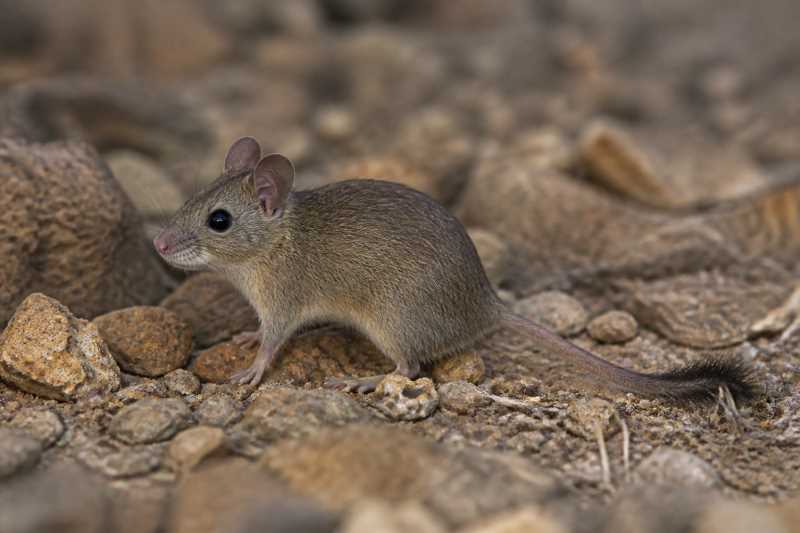 Image of a Urar Brush-tailed Mouse in its natural habitat