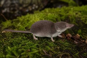 Image of a Ussuri Shrew in its natural habitat