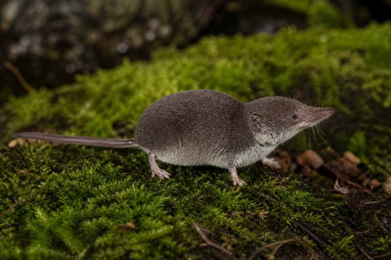 Image of a Ussuri Shrew in its natural habitat