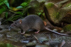 Image of a Van Deusen's New Guinea Mountain Rat in its natural habitat