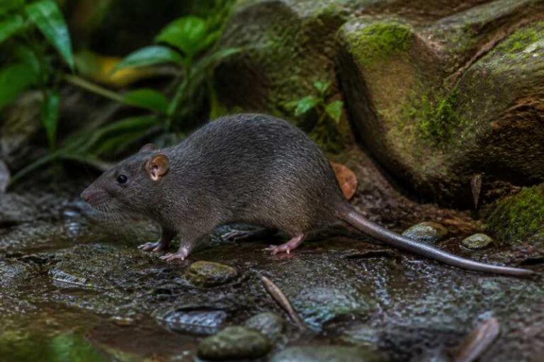 Image of a Van Deusen's New Guinea Mountain Rat in its natural habitat