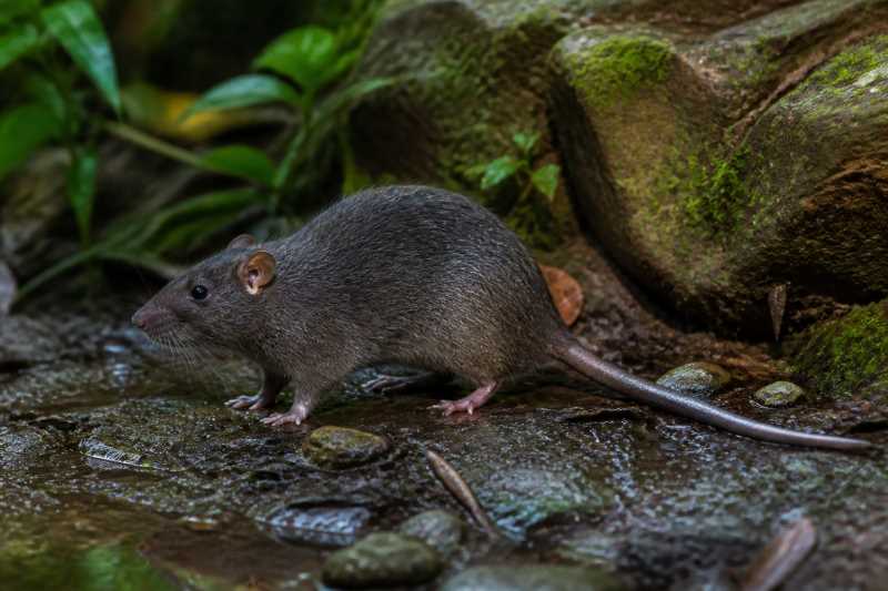 Image of a Van Deusen's New Guinea Mountain Rat in its natural habitat