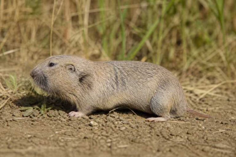 Image of a Variable Pocket Gopher in its natural habitat