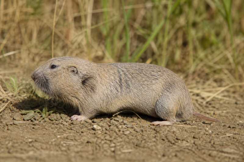 Image of a Variable Pocket Gopher in its natural habitat