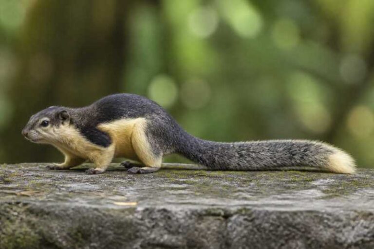 Image of a Variegated Squirrel in its natural habitat