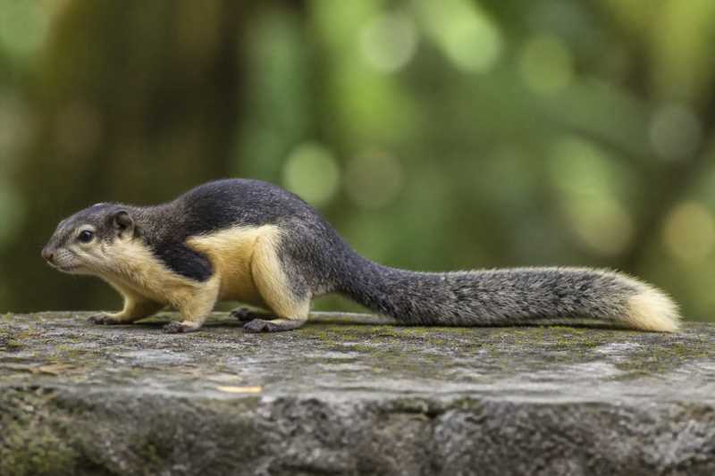 Image of a Variegated Squirrel in its natural habitat