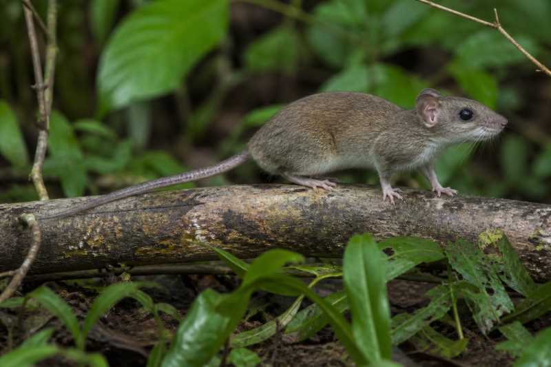 Image of a Venezuelan Climbing Rat in its natural habitat