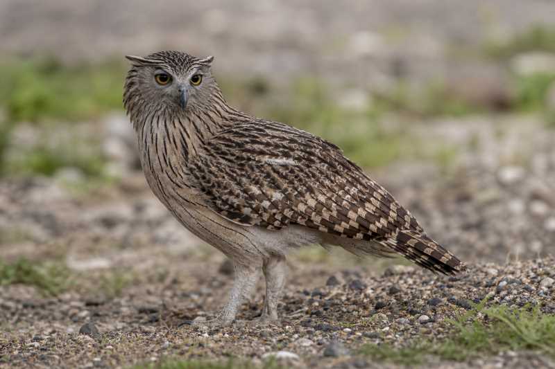 Image of a Vermiculated Fishing Owl in its natural habitat