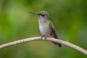 Image of a Vervain Hummingbird in its natural habitat