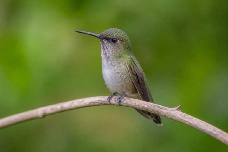 Image of a Vervain Hummingbird in its natural habitat