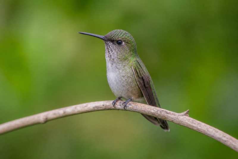 Image of a Vervain Hummingbird in its natural habitat
