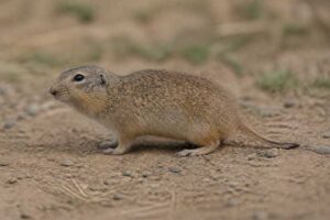 Image of a Verzi's Tuco-tuco in its natural habitat